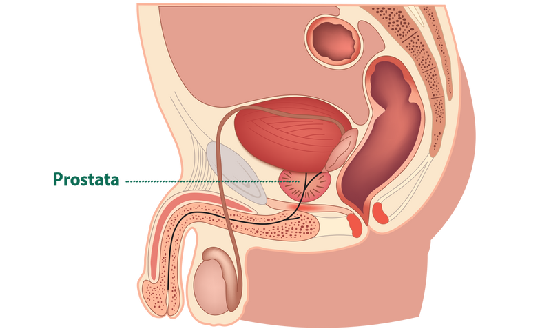 Gvd prostata kaufratgeber anatomie