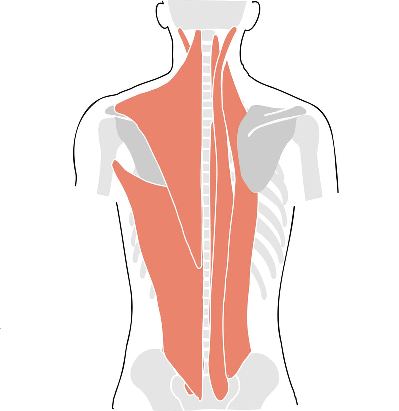 Rückenmuskulatur
